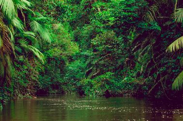 Le parc national Yasuni