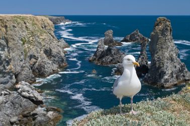 Mouette sur Belle-Île