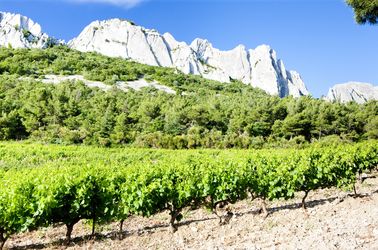 Vignobles de Gigondas