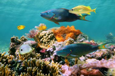 Fonds marins de la mer des Caraïbes 