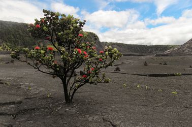 L'arbre à fleurs ohia lehua