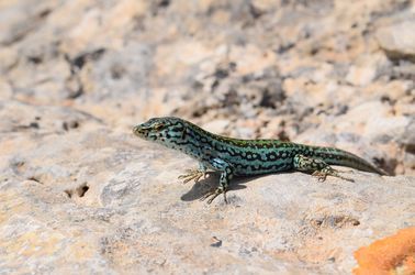 Le lézard bleu de Formentera 