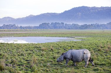 Le parc national de Kaziranga