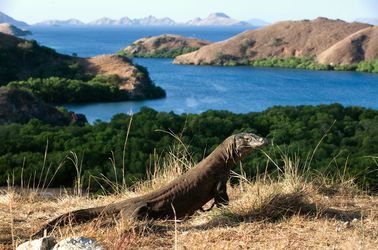 Dragon de Komodo 