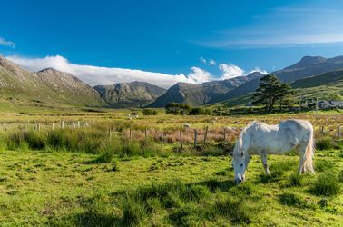 Poney du Connemara
