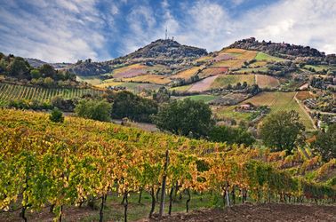 Les vignobles d'Émilie-Romagne