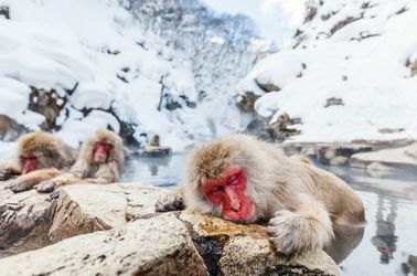 Parc aux singes de Jigokudani