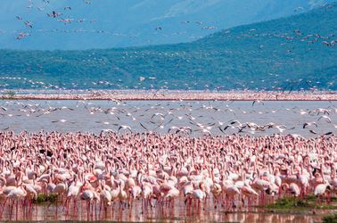 Le parc national Nakuru
