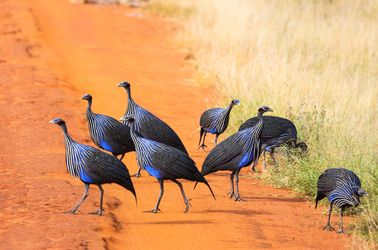 Pintades dans le parc national de Tsavo