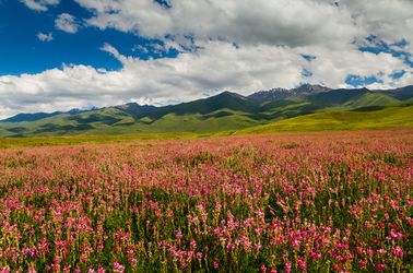 Champ de fleurs dans les montagnes kirghizes