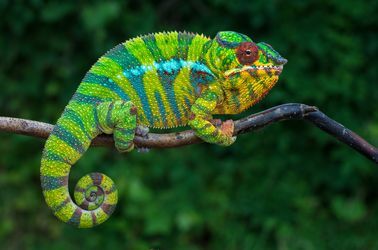 Caméléons Furcifer