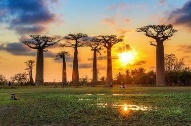 L'allée des baobabs à Morondava 