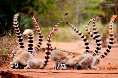 Lémuriens dans la réserve de Berenty 