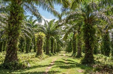 Plantation de palmiers à Toamasina