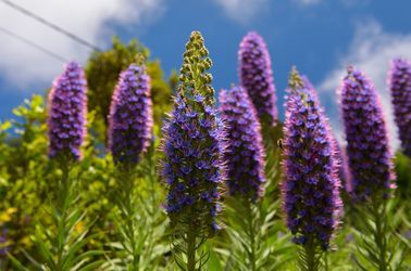 Vipérine de Madère