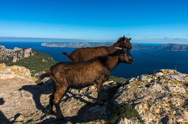 Des chèvres dans la Serra de Tramuntana