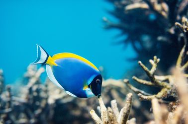 Poisson tropical