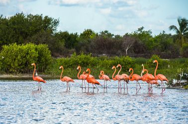 Flamants roses dans la réserve de Yucatán