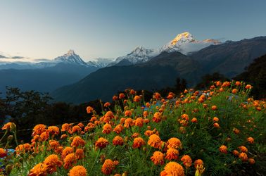 Floraison depuis le mont Tadapani