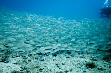 Faune marine des îles du Maïs