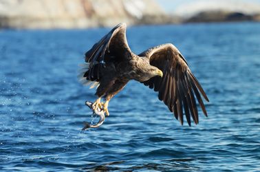 Aigle de mer
