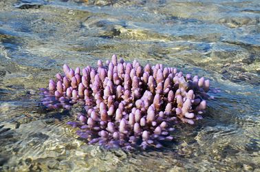 Coraux sur la Plage de Poé