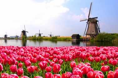 La saison des tulipes ! 