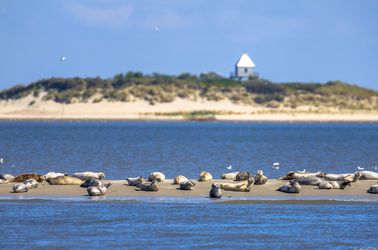 Phoques sur l'île de Rottumerplaat