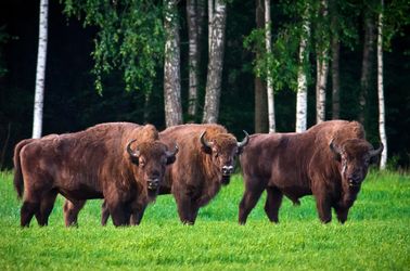 Bisons