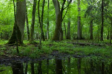 La forêt de Bialowieza