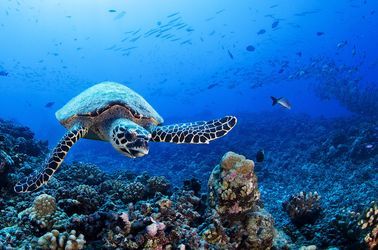 Tortues dans la passe de Tiputa