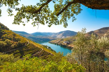 Vignobles de Douro