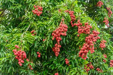 Arbre à litchis