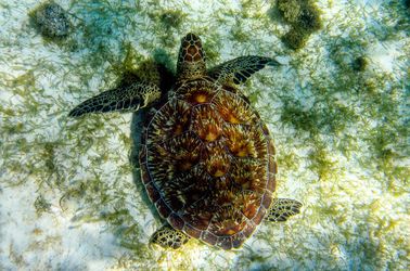 Tortue verte 