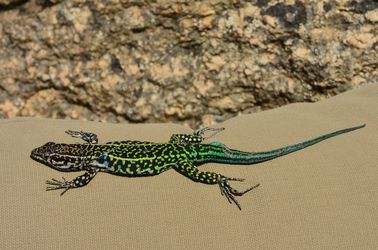 Lézard vert de Bédriaga