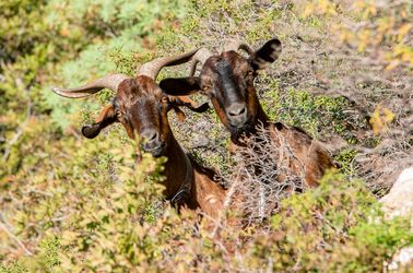 Chèvres dans le massif du Gennargentu