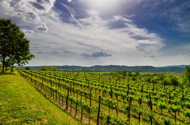 Vignobles de la vallée Vipava