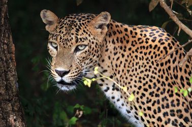 Parc National de Yala