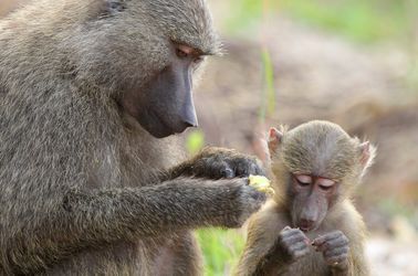 Les chimpanzés de Gombe Stream