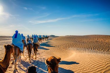 Balade à chameaux dans le Sahara 