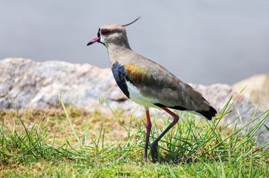 L'oiseau Vanneau téro