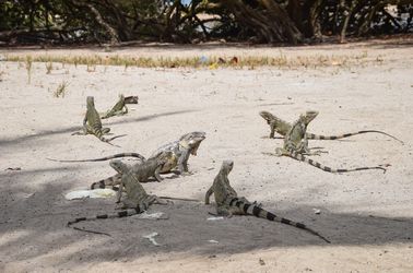Iguanes sur la plage de Cayo Sombrero