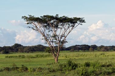 Acacia dans le parc de Los Llanos