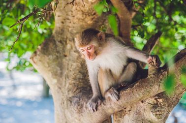 L'île aux singes