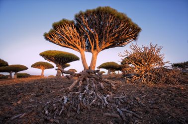 Le Dragonnier de Socotra