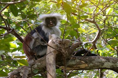 Les singes du parc national Jozani Chwaka Bay