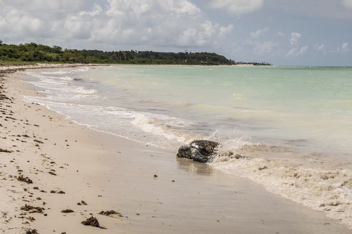 plage Playa de Ponta Preta, Isla de Sal