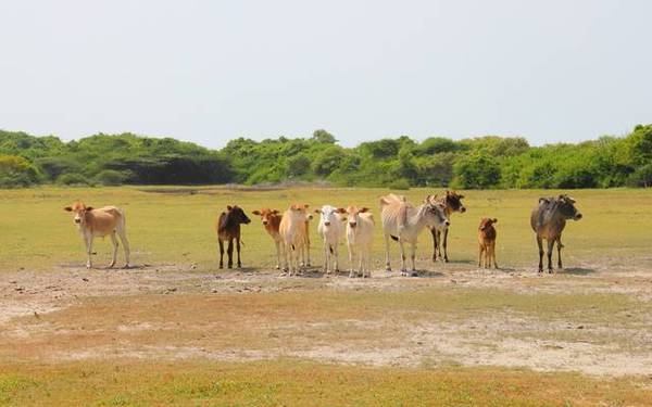 Jaffna y la provincia del norte